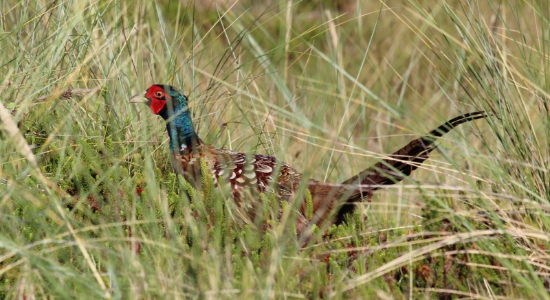 IMG_0609-U2012 (800×437)