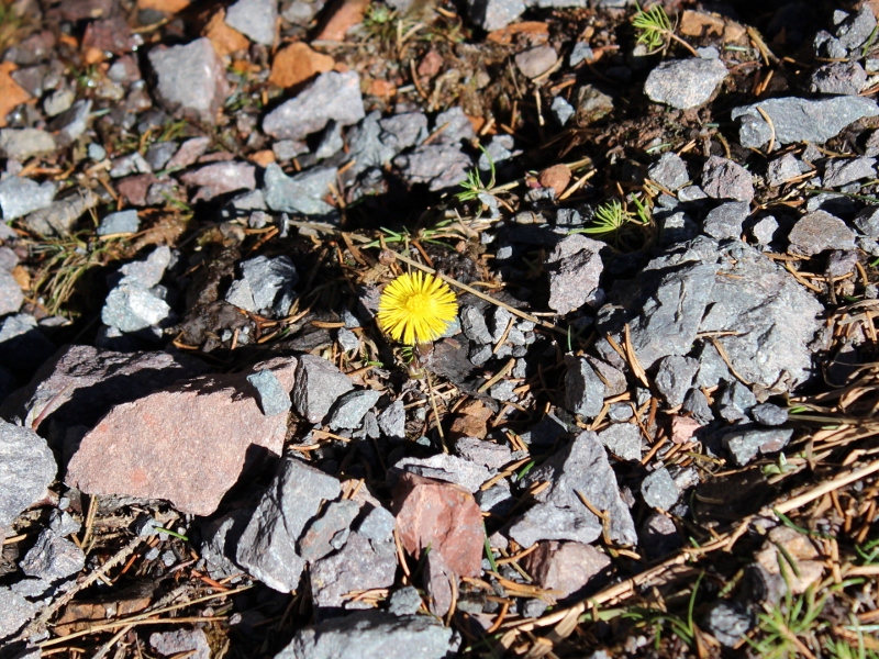 IMG_1553-k (800×600)