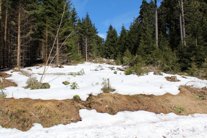 IMG_1560-k (800×533)