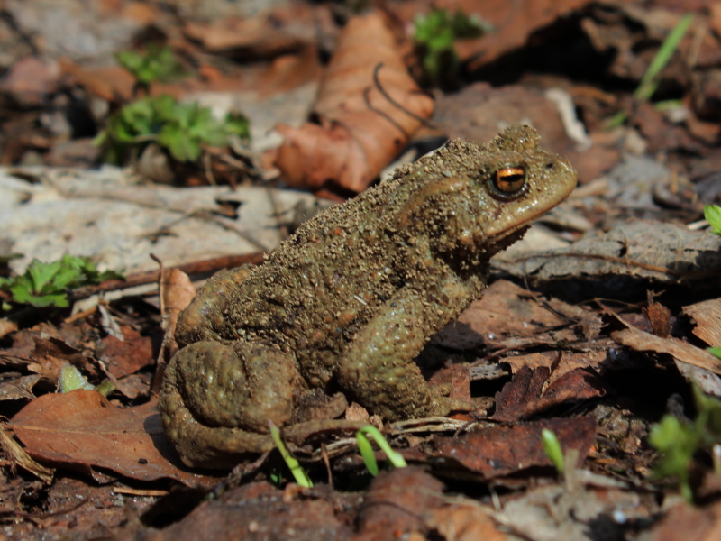 IMG_1680-600-800 (800×600)